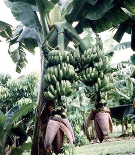 Fruits look like small feijoas, and are 1 inch long and 1/2 small bushy tree produces fruit that really taste like peanut butter. Double Mahoi pups real bargain. - Bananas.org