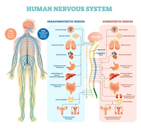 The following diagram is provided as an overview of and topical guide to the human nervous system: The Human Nervous System - Biology Online Tutorial