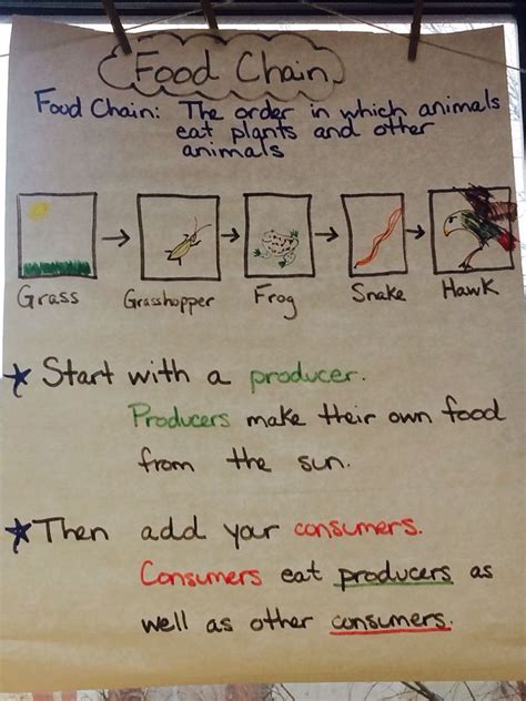 Food Chain Science Anchor Charts First Grade Science