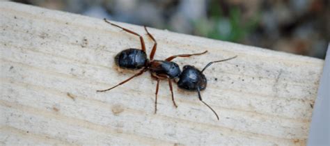 Black House Ant Bites Santa Coffman