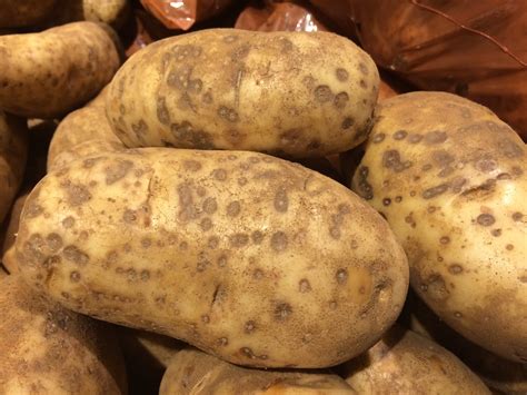 Poss. lenticel rot of potatoes | Lenticel rot of potato tube… | Flickr