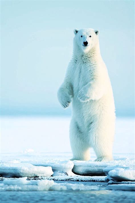 Picture About The Amazing Polar Bear Meowlogy Home Other Picture