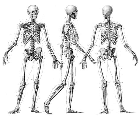 Human Skeleton Drawing Reference At Explore