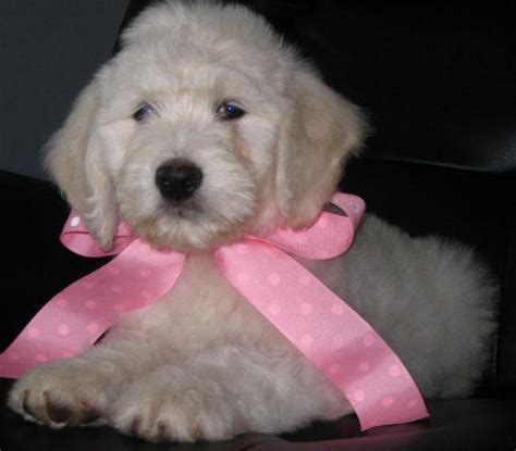 Maybe you would like to learn more about one of these? F1 Standard English Teddy Bear Goldendoodle Puppies ...