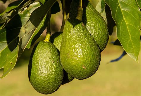 How Long Does It Take For An Avocado Tree To Bear Fruit Amaral Farm