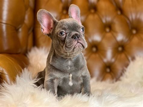 Available Puppies - More Wrinkles