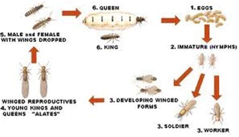Life Cycle Of A Termite
