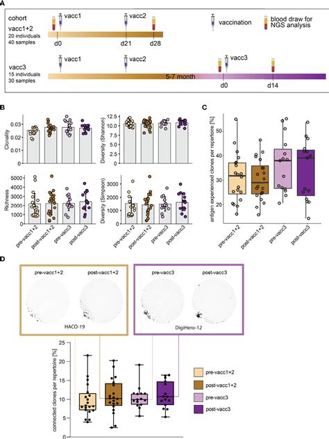 Frontiers Rapid Hypermutation B Cell Trajectory Recruits Previously