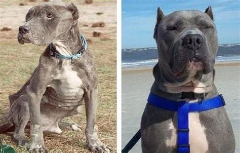 Top 10 Before And After Rescue Dogs Photos Rescue Dogs Dog Adoption