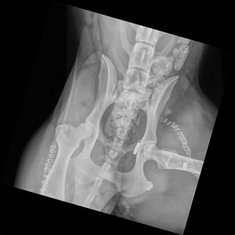 Most joints in the body can be dislocated but some are dislocated more commonly than others. Hip Surgery- Armstrong Pet Hospital - for cats, dogs, pets ...