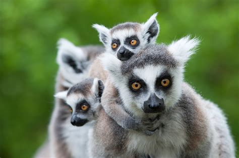 10 Things You Didnt Know About The Lemurs Of Madagascar Afktravel