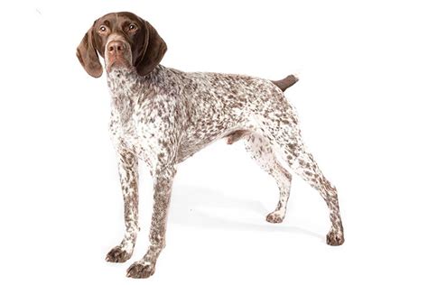 German Shorthaired Pointer Dog Breed Information