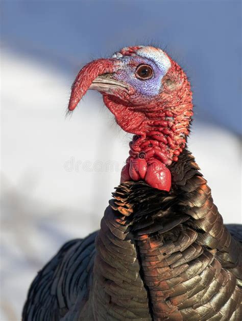 Eastern Male Wild Turkey Tom Closeup With A Long Snood And Waddle