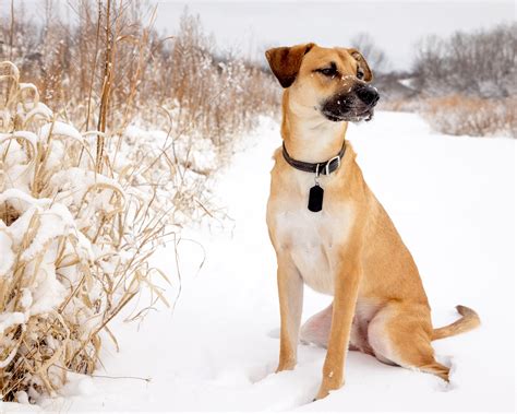 Black Mouth Cur 101 Breed Profile What You Need To Know