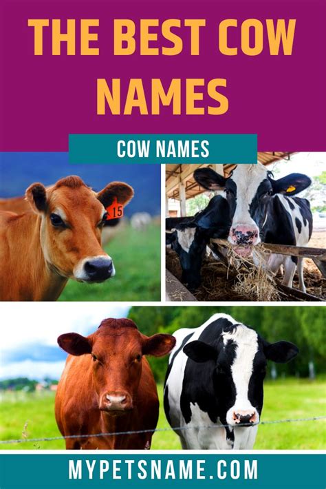 Best Cow Names Cow Names Cool Pet Names Cow