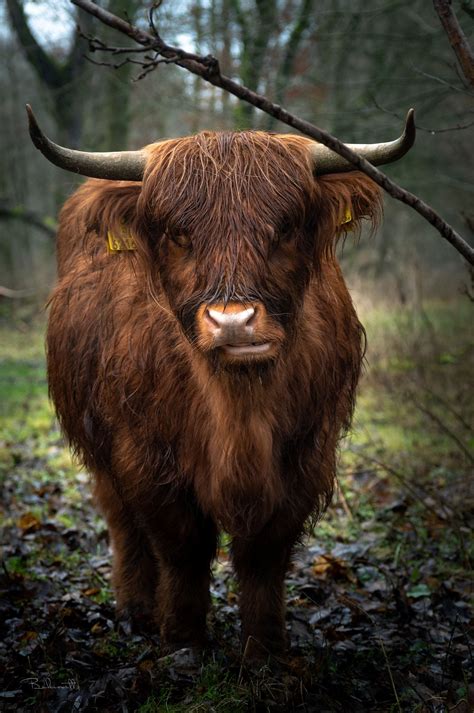 Highlander cattle - em 2020 | Bovino