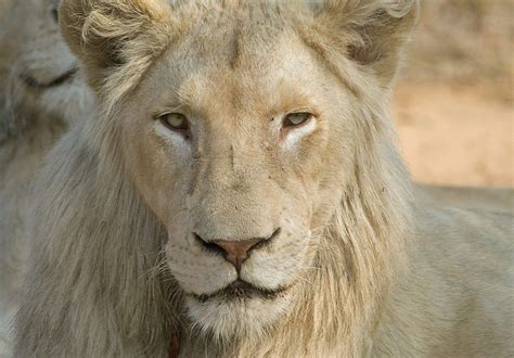 How to Visit - Global White Lion Protect Trust