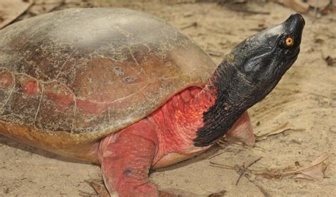 One Of The Worlds Rarest Turtles Has Been Saved From Extinction World Economic Forum