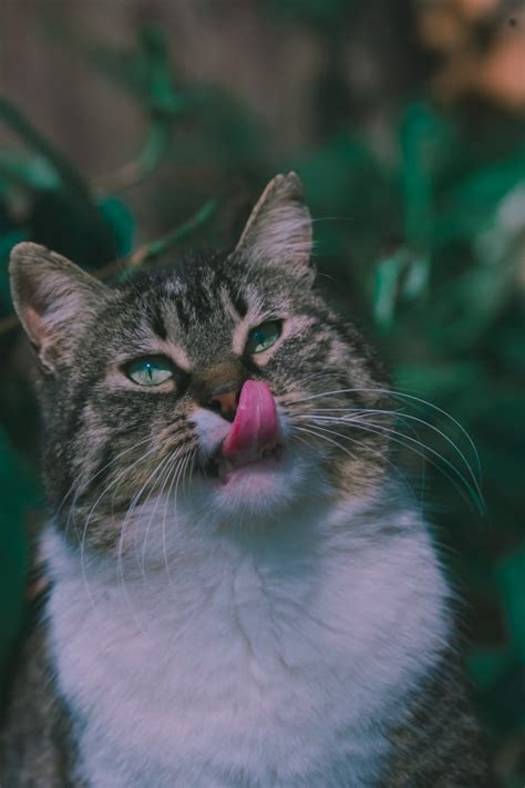 Cat Keeps Licking Lips You Need To Know This Feline Follower