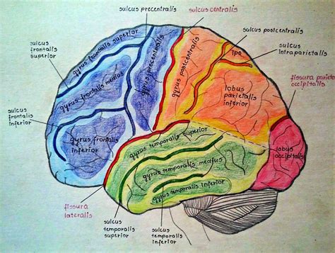 Telencephalon Anatomy Brain Anatomy And Function Brain Anatomy