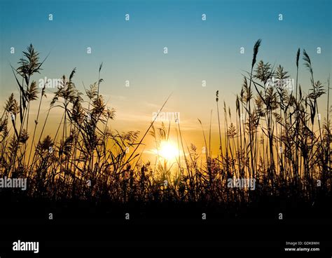Reed Against The Sunset Stock Photo Alamy