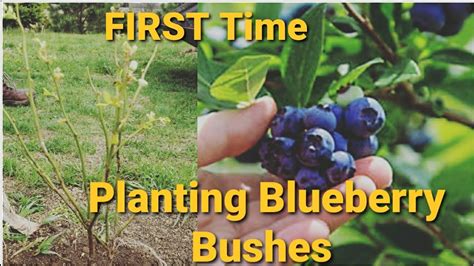 Is Planting Blueberry Bushes For The First Time Youtube