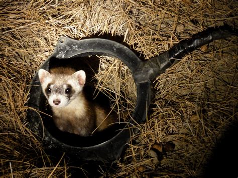 Rare Black Footed Ferret Babies National Geographic Society Newsroom