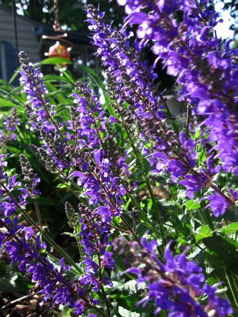 top 10 hardy herbaceous perennial plants