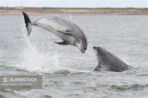 Bottlenose Dolphin Tursiops Truncatus Two Adults Breaching