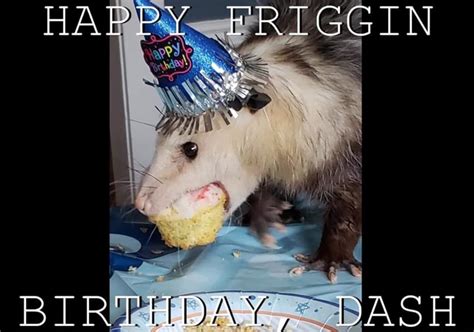 Happy Friggin Birthday Dash Ifunny