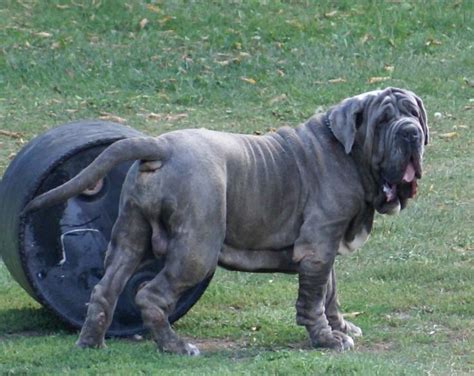 Baby Blue Kennels Producing Neapolitan Mastiff Puppies With Lots Of