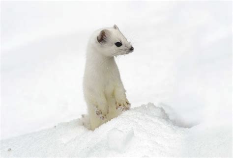 7 Animals That Turn White In Winter Britannica