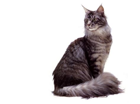 Jlm Scans Cat Breed Maine Coon Silver Mackerel Tabby Display Full