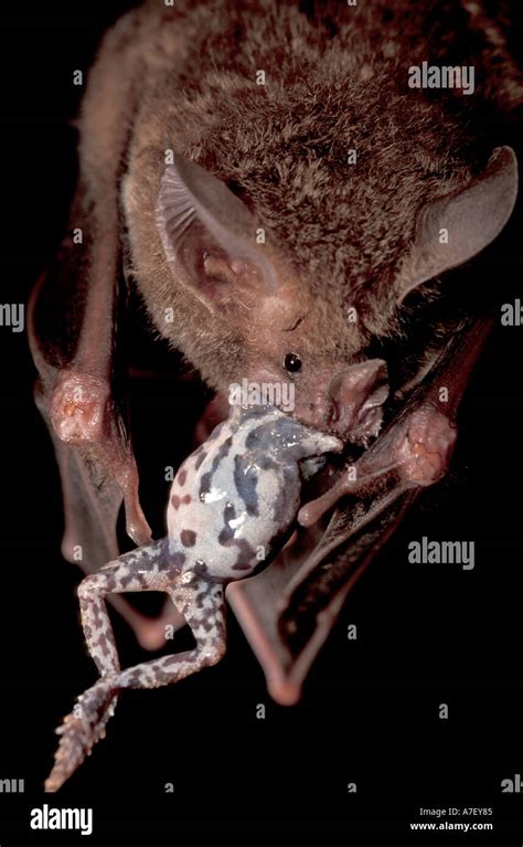 Ca Central Panama Barro Colorado Island Frog Eating Bat Trachops