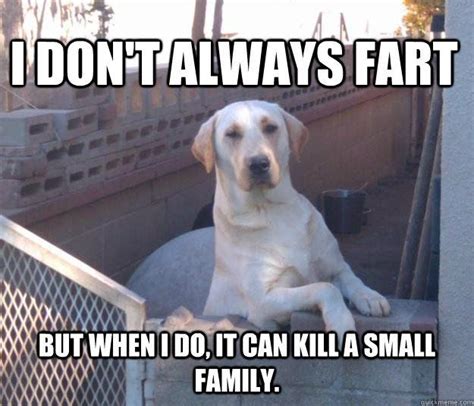 Large Dog Meme 1 Cute Animal Memes Funny Animal Quotes Animal Jokes