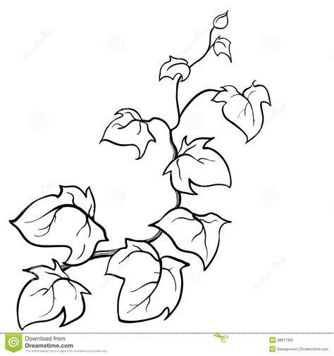 Image result for drawing ivy vines | Vine drawing, Leaf drawing, Plant drawing