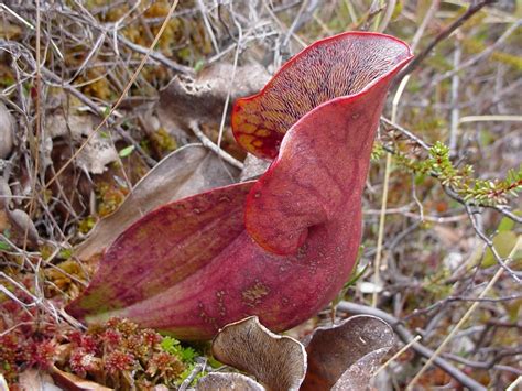 Sarracenia Purpurea Purple Pitcherplant Go Botany