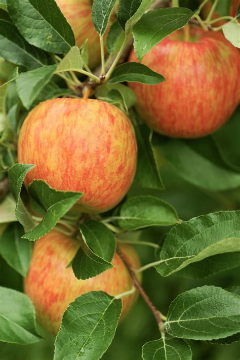 Best fruit trees to grow. Fruit Trees For Zone 4: Learn About Fruit Tree Growing In ...