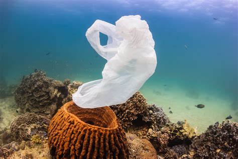 Plastic Trash May Facilitate Disease Spread In Coral Reefs Ple My Xxx