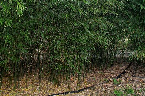 Chinese Bamboo Bamboo Plants Hq