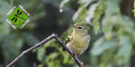 Friday Morning Fall Bird Walks North Branch Nature Center