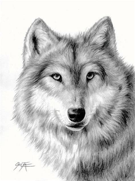 Free clip art of wolf school projects of clip art black white wolf 48kb 411x598: Items similar to Wolf, pencil drawing limited edition ...