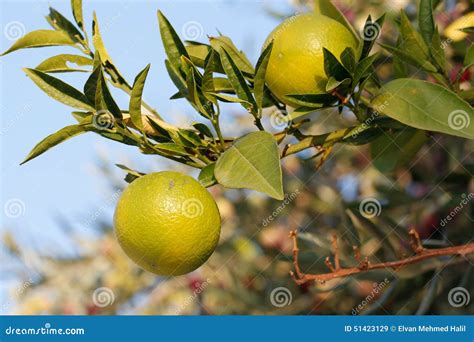 Fresh Green Oranges On Tree Stock Image Image Of Fresh Agriculture