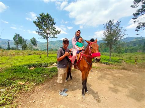 Jadi kami pun sepakat untuk piknik ke kebun teh gunung mas. Agrowisata Gunung Mas, Destinasi Wisata Di Puncak Bogor ...