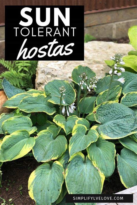 17 Beautiful Flowering Sun Tolerant Hostas And Best Tips For Their Care