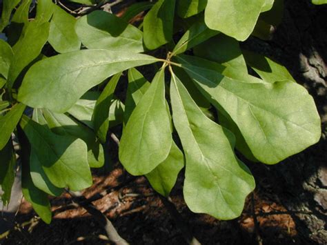 Having a flat circular structure attached to a stalk near the center, rather from each segment, near its base, a stalked peltate sporangiophore arose; Quercus nigra