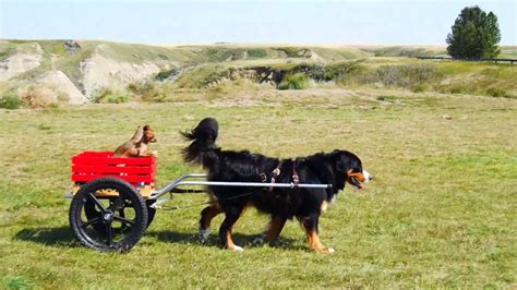 Bernese Mountain Dog Cart Pulling In Drumheller Youtube