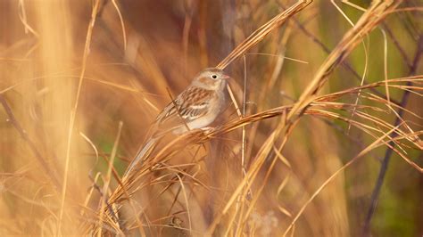 Field Sparrow Audubon Field Guide