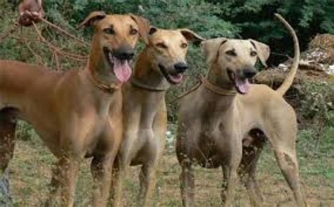 But do you know about these 14 native dog breeds in india? 11 Most Dangerous Indian Dogs | PetHelpful