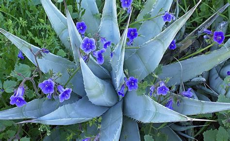 Cactus And Blue Flowers Plants Cactus Flowers Blue Nature Hd